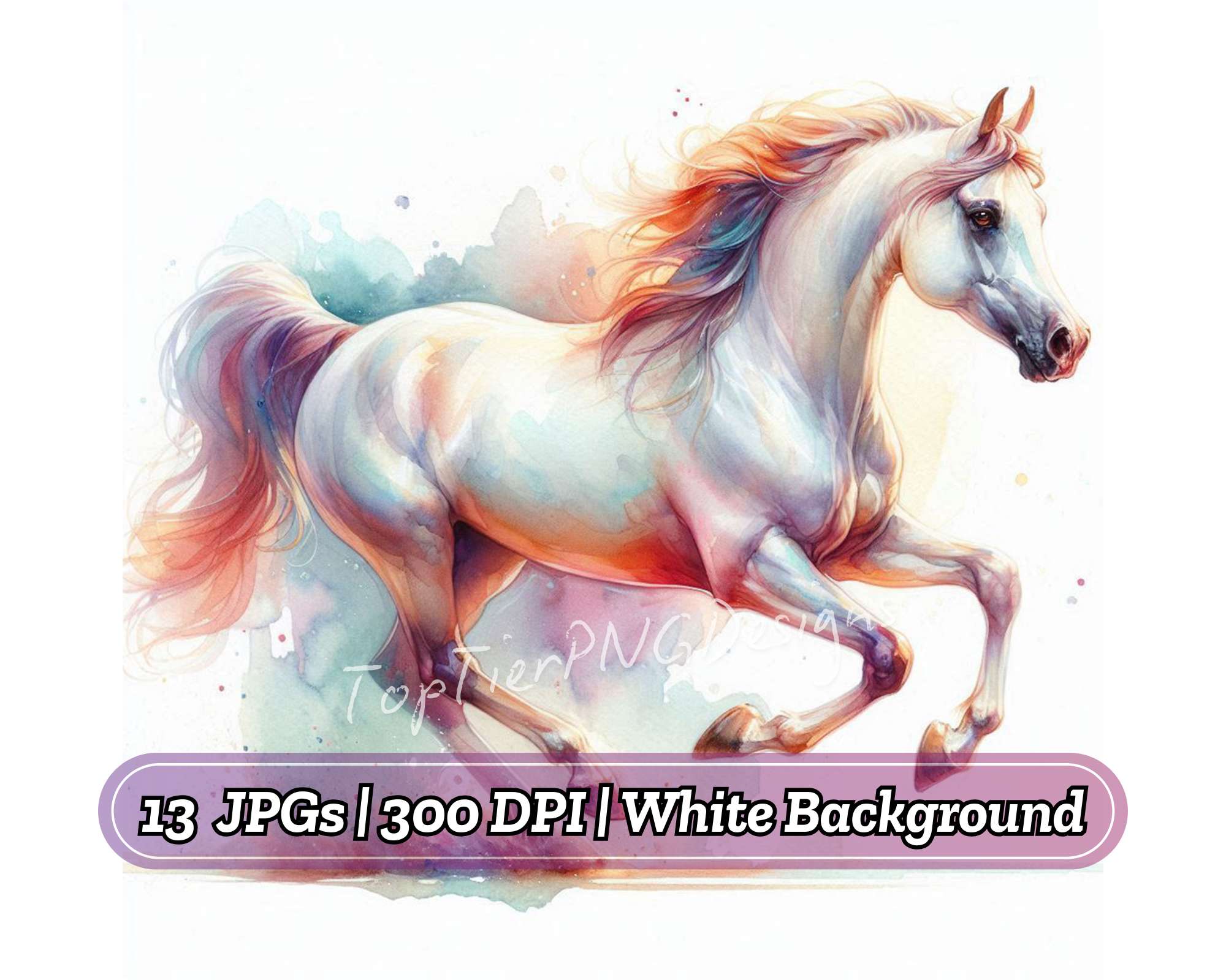 Arabian Horse