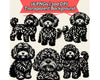 Cavapoo