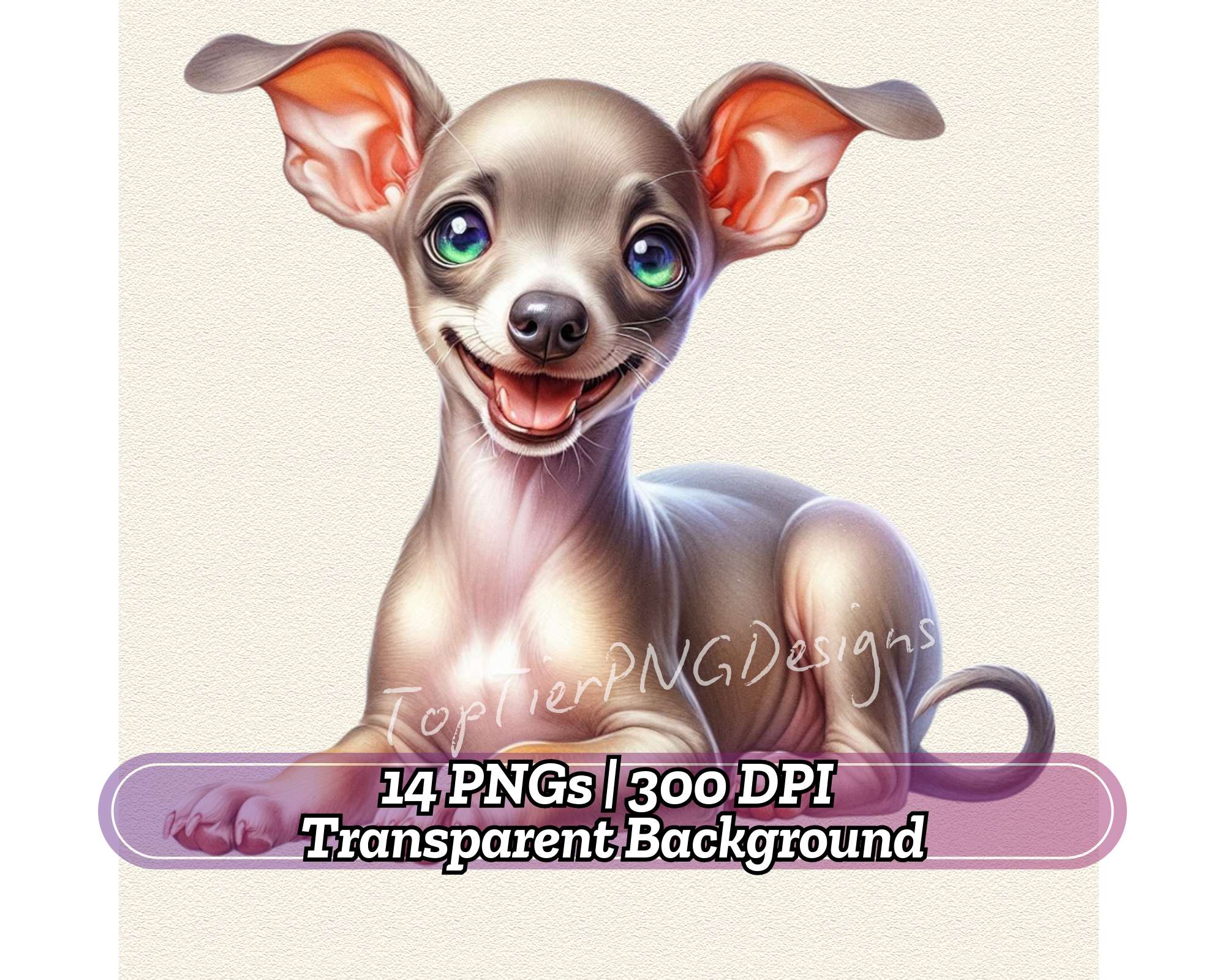 Italian Greyhound