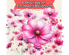 Pink Cosmos