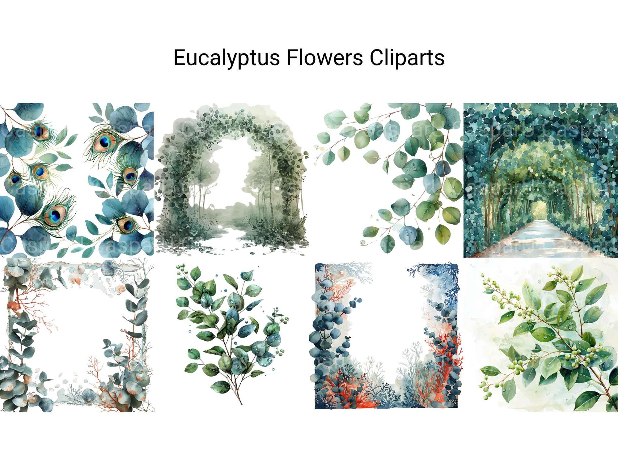 Eucalyptus Flowers Clipart