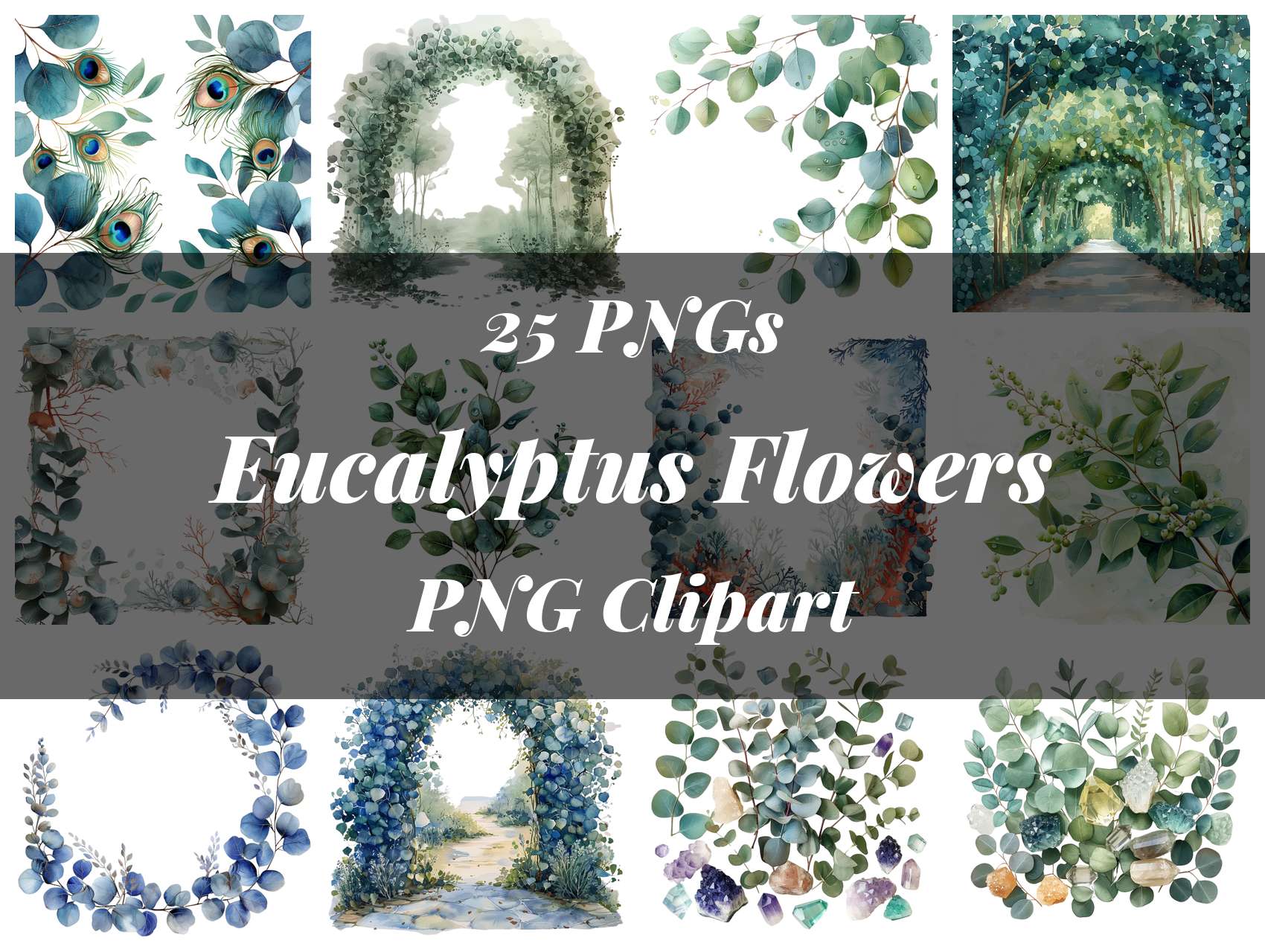 Eucalyptus Flowers Clipart