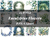Eucalyptus Flowers Clipart