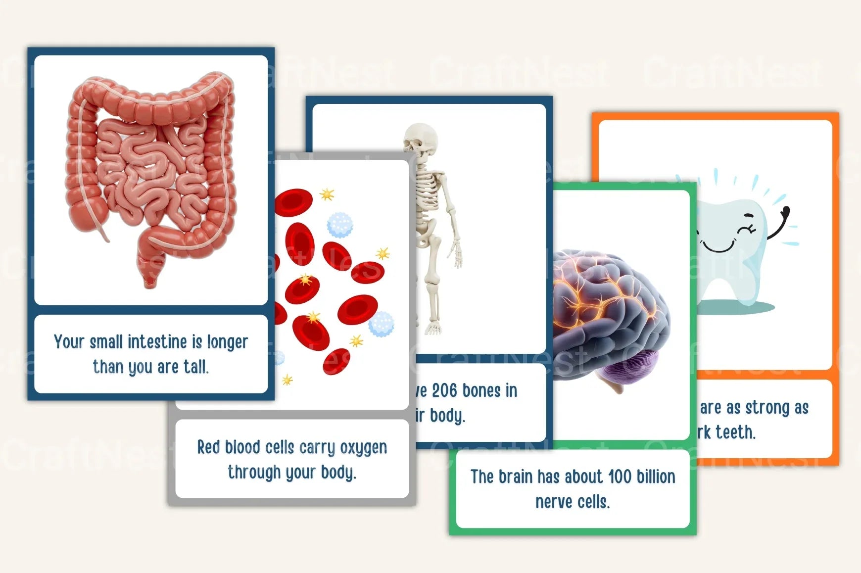 Science Facts for Kids: 100 Flash Cards - CraftNest - Digital Crafting and Art