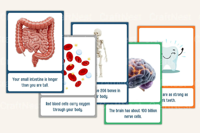 Science Facts for Kids: 100 Flash Cards - CraftNest - Digital Crafting and Art