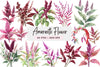 Amaranth Flower Clipart Bundle