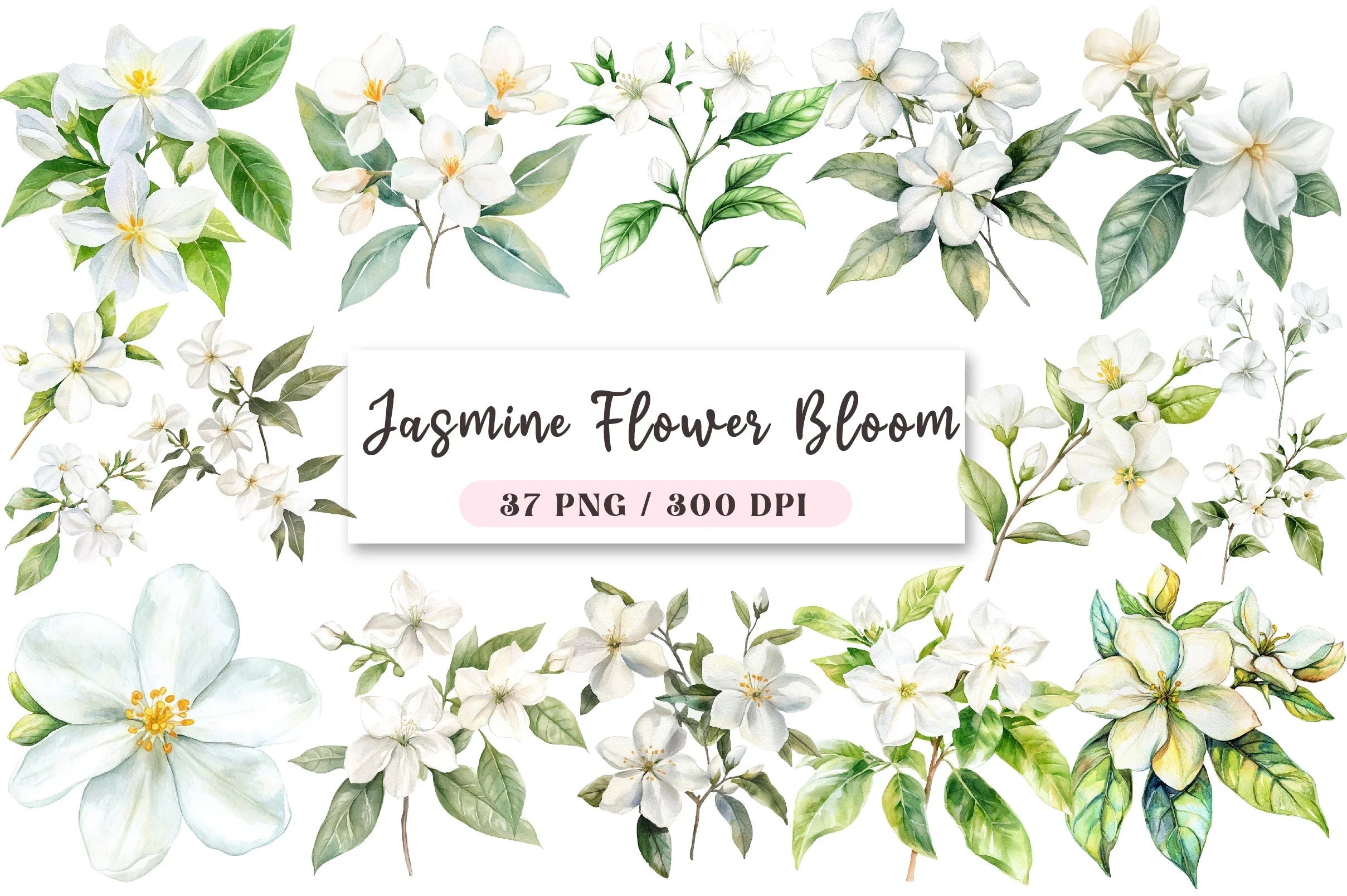 Jasmine Flower Bloom Clipart Bundle - CraftNest - Digital Crafting and Art
