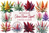 Celosia Flower Clipart Bundle