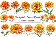 Marigold Flower Bloom Clipart Bundle - CraftNest - Digital Crafting and Art