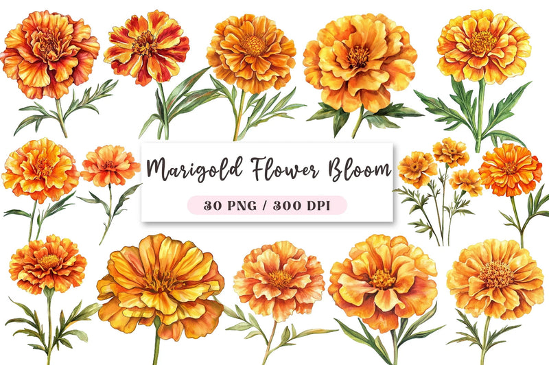 Marigold Flower Bloom Clipart Bundle - CraftNest - Digital Crafting and Art