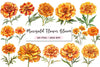 Marigold Flower Bloom Clipart Bundle