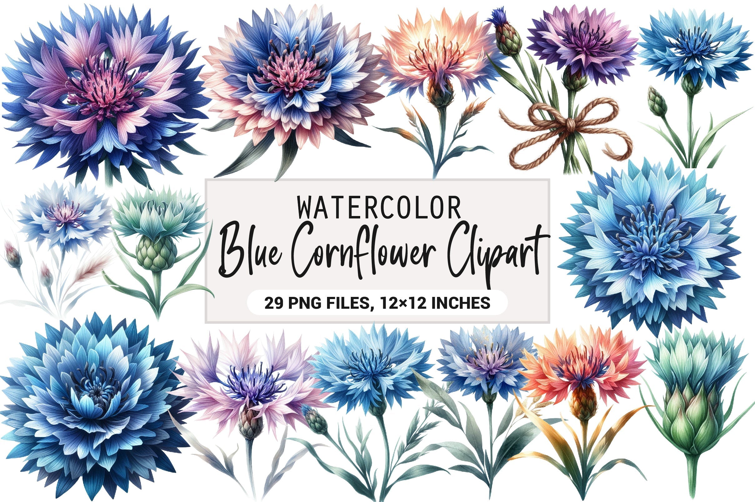 Blue Cornflower Clipart Bundle