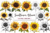 Sunflower Bloom Clipart Bundle