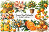 Oranges Clipart Bundle
