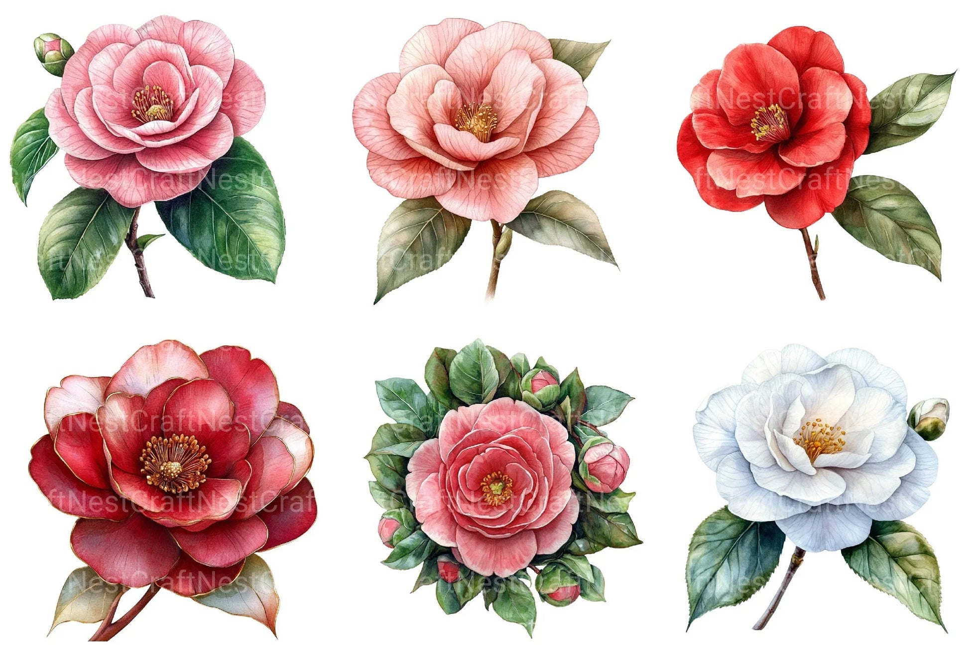 Camellia Flower Bloom Clipart Bundle 99 - CraftNest - Digital Crafting and Art