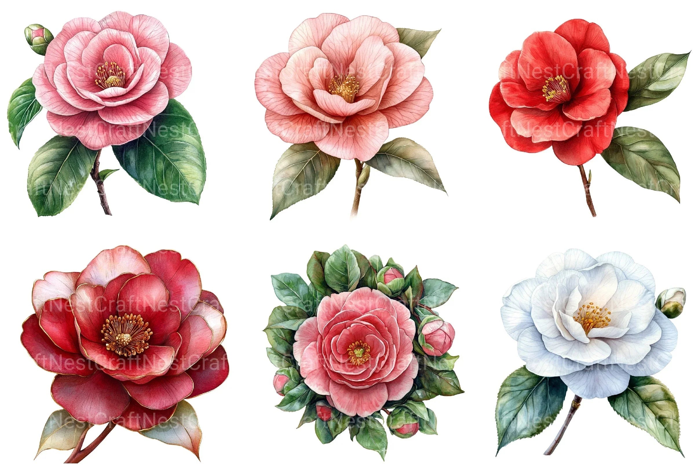 Camellia Flower Bloom Clipart Bundle 99 - CraftNest - Digital Crafting and Art