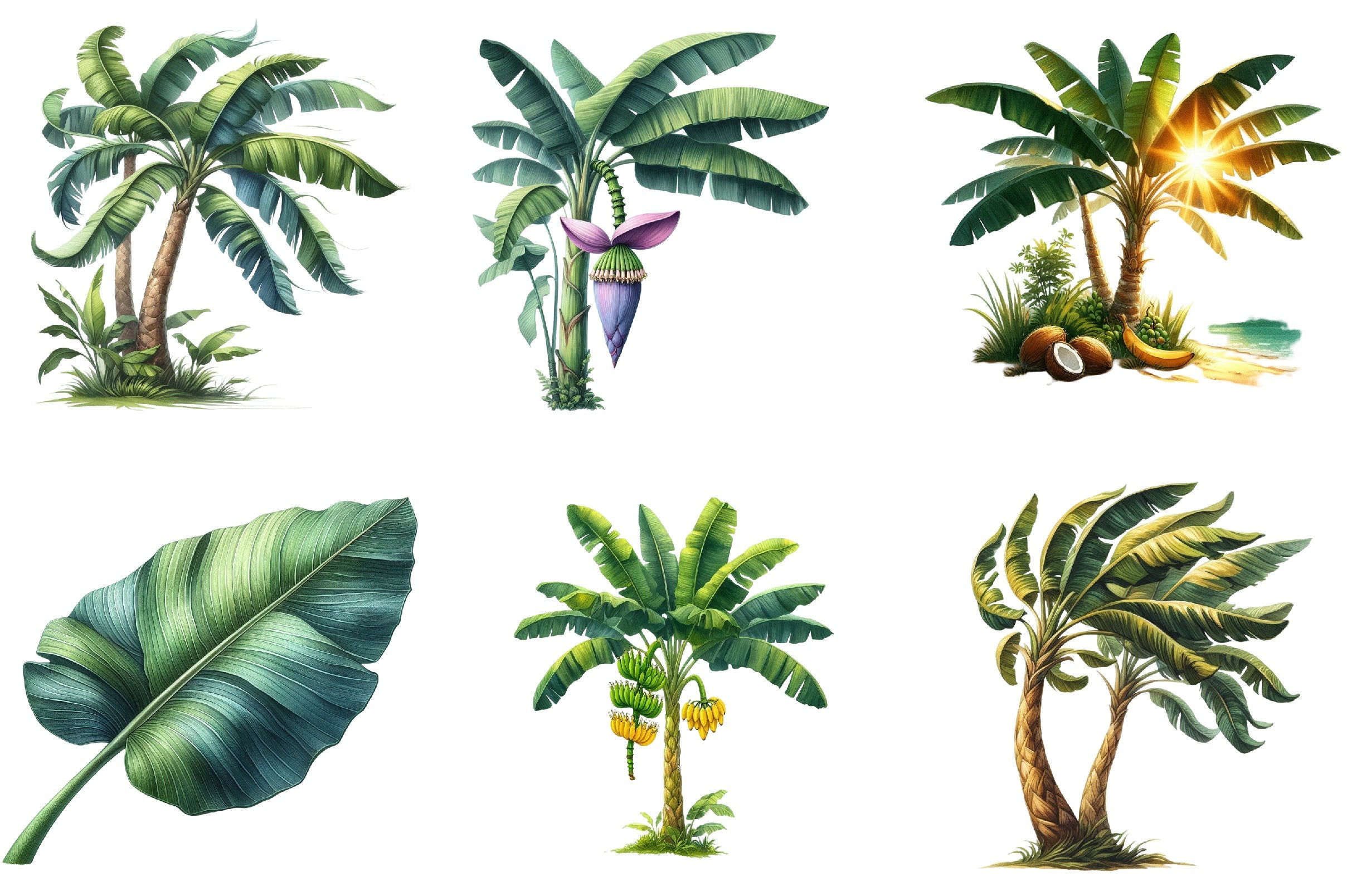 Banana Tree Free Clipart Bundle