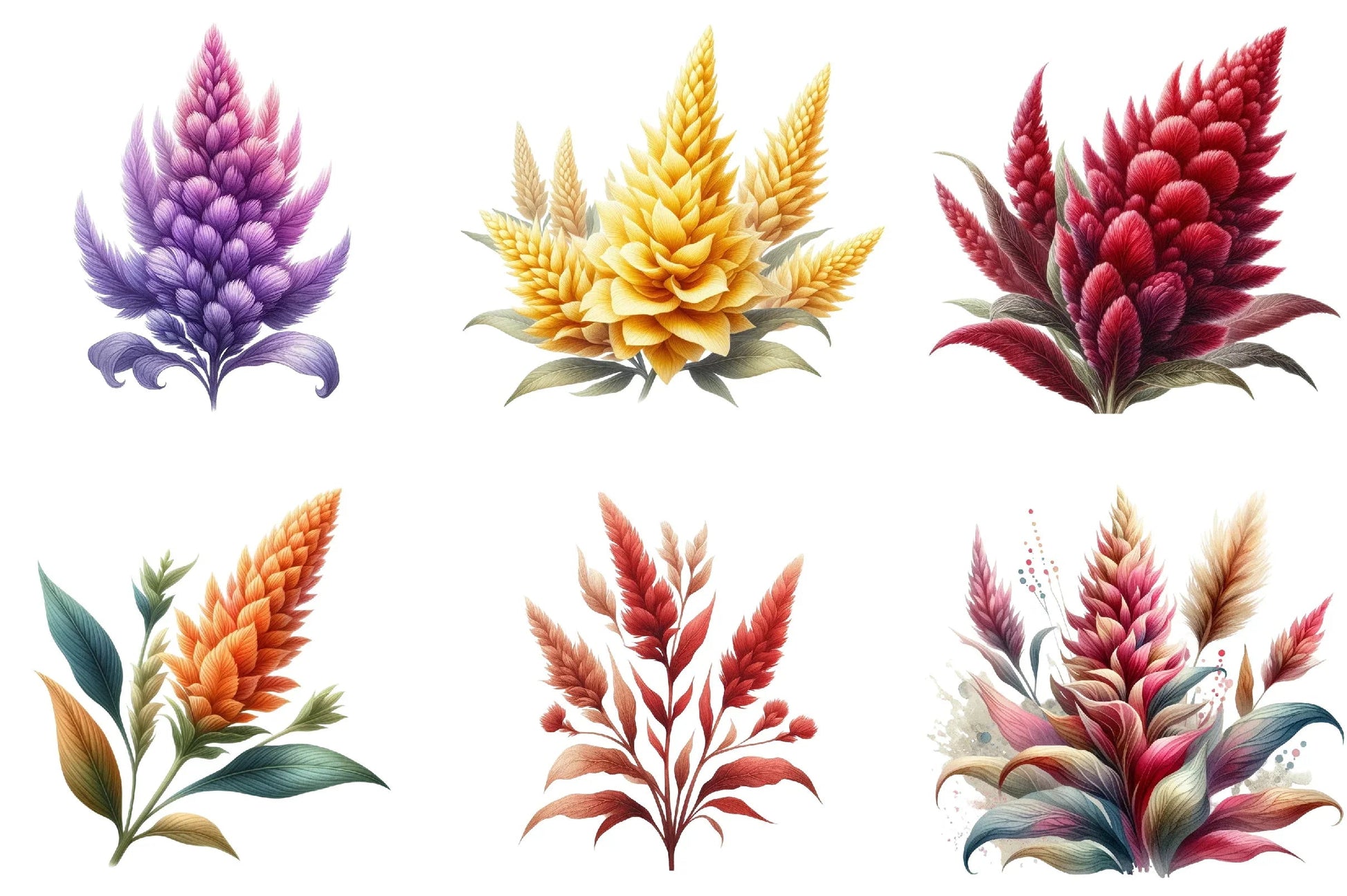 Celosia Flower Clipart Bundle - CraftNest - Digital Crafting and Art