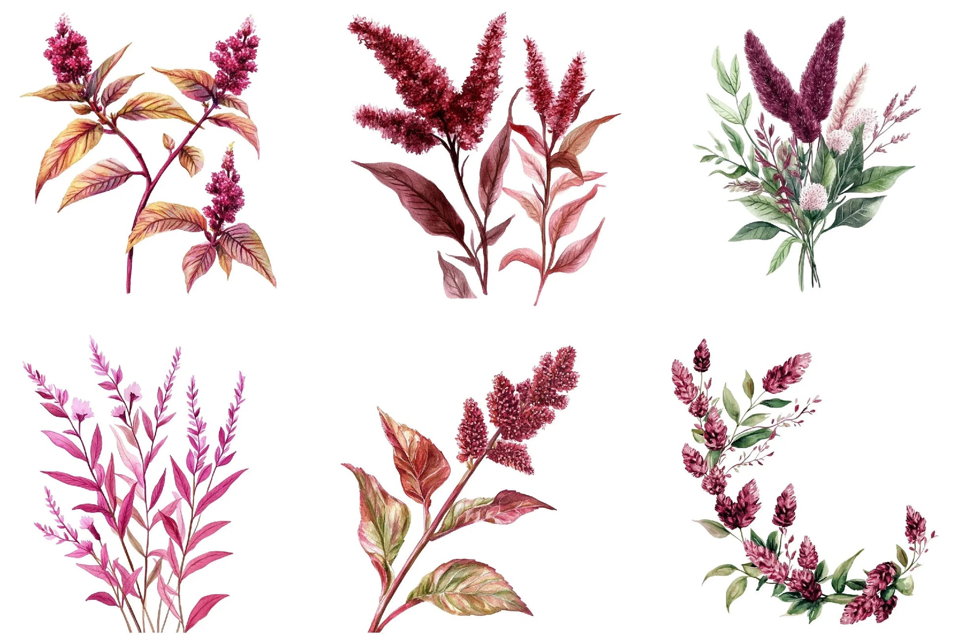 Amaranth Flower Clipart Bundle - CraftNest - Digital Crafting and Art