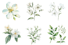 Jasmine Flower Bloom Clipart Bundle - CraftNest - Digital Crafting and Art