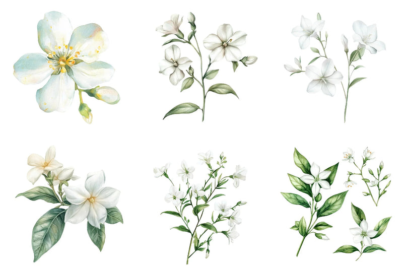 Jasmine Flower Bloom Clipart Bundle - CraftNest - Digital Crafting and Art