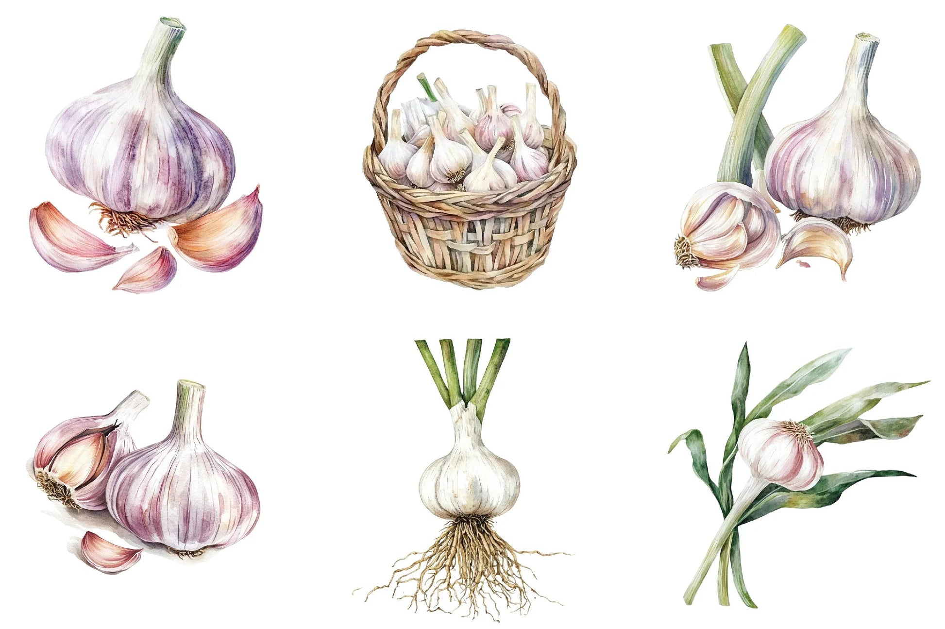 Garlic Clipart Bundle - CraftNest - Digital Crafting and Art