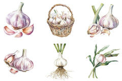 Garlic Clipart Bundle - CraftNest - Digital Crafting and Art