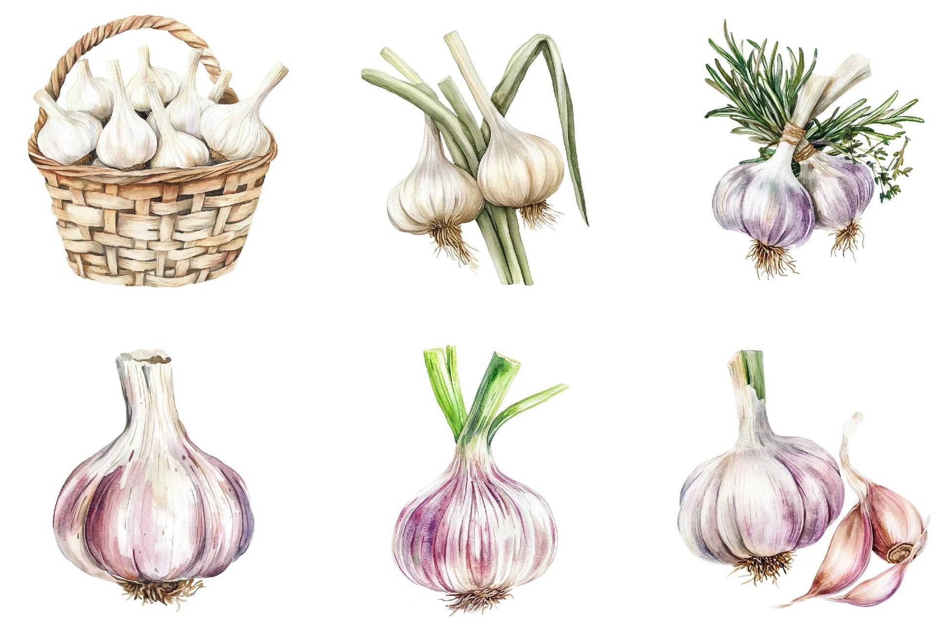 Garlic Clipart Bundle - CraftNest - Digital Crafting and Art