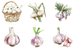 Garlic Clipart Bundle - CraftNest - Digital Crafting and Art