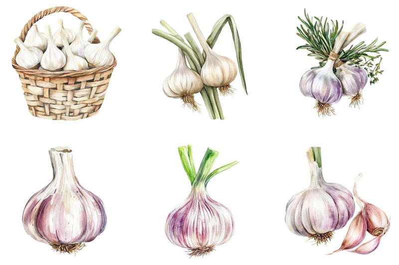 Garlic Clipart Bundle - CraftNest - Digital Crafting and Art