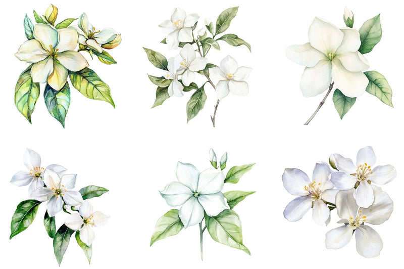 Jasmine Flower Bloom Clipart Bundle - CraftNest - Digital Crafting and Art