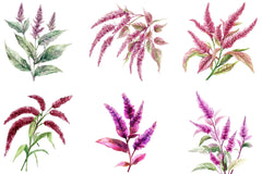 Amaranth Flower Clipart Bundle - CraftNest - Digital Crafting and Art