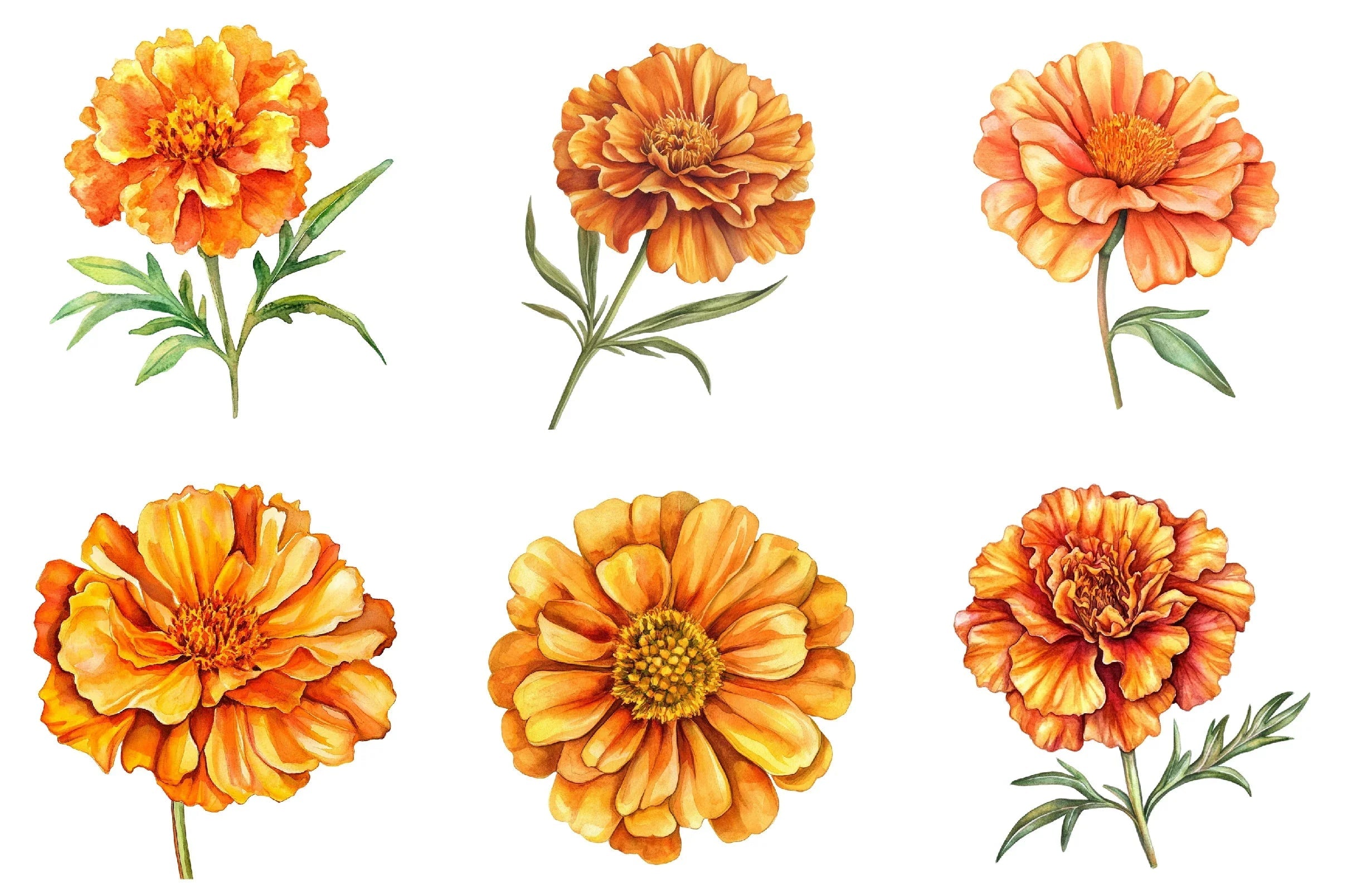 Marigold Flower Bloom Clipart Bundle - CraftNest - Digital Crafting and Art