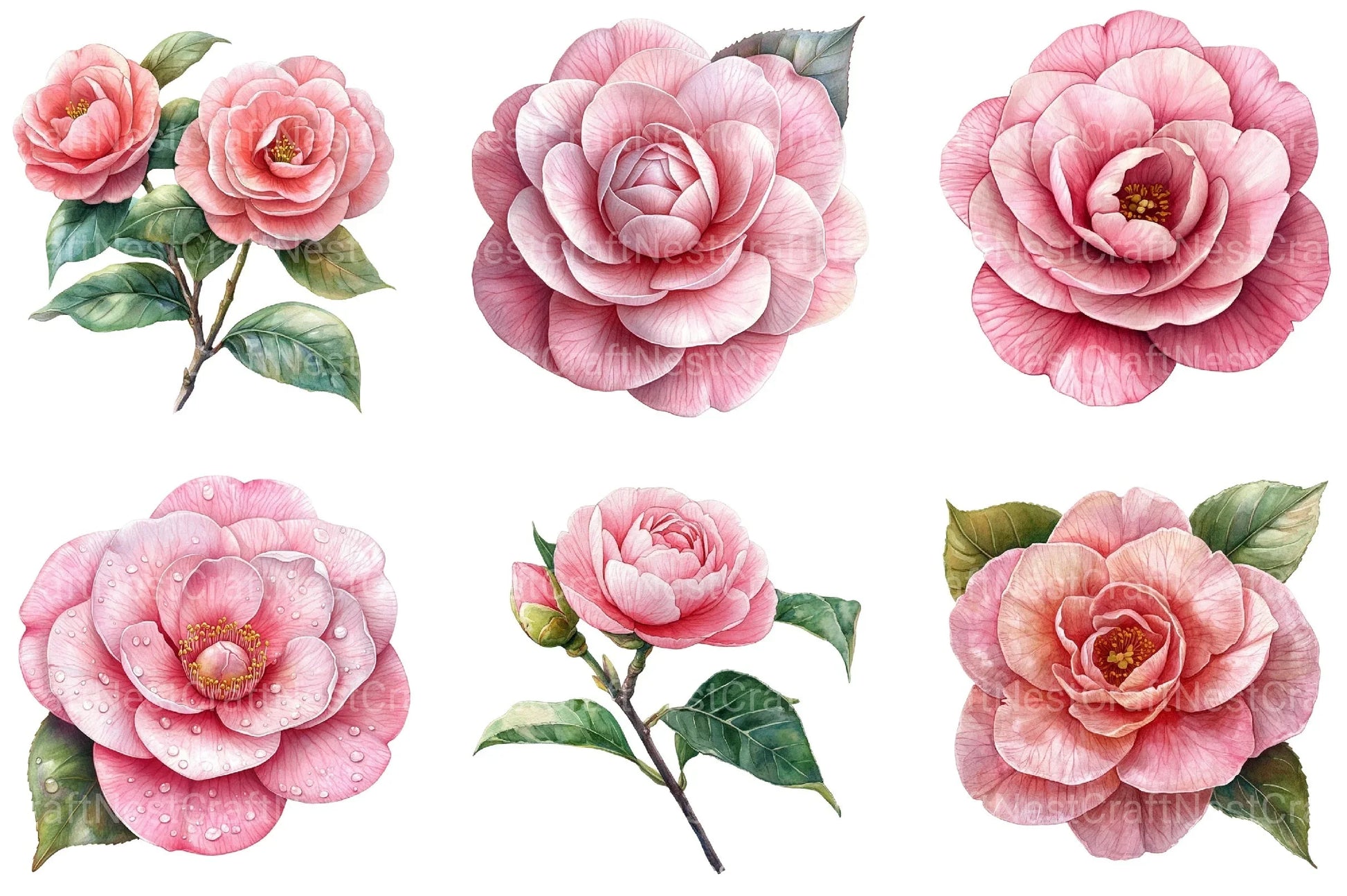 Camellia Flower Bloom Clipart Bundle 99 - CraftNest - Digital Crafting and Art