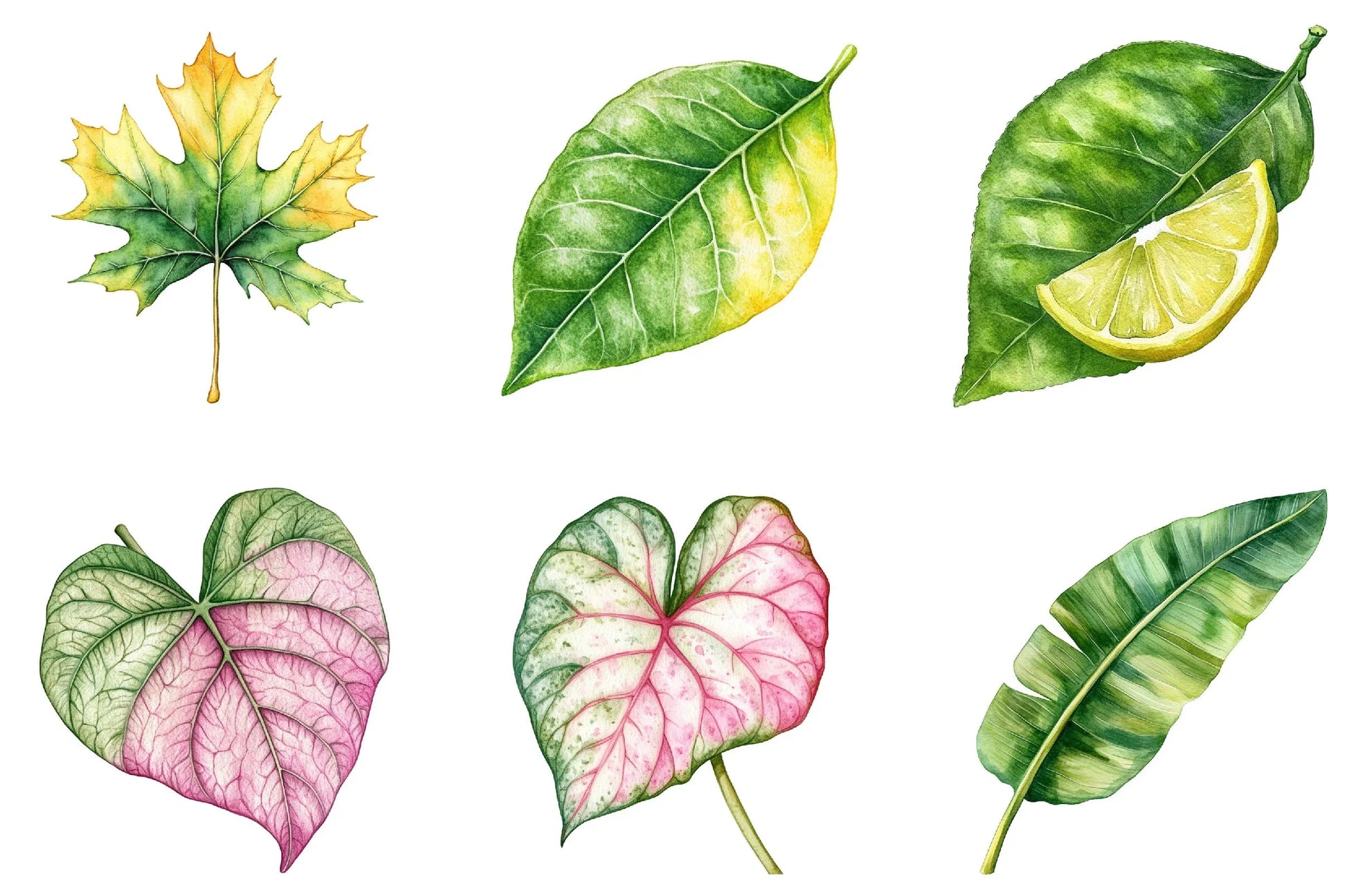 Green Summer Foliage Clipart Bundle - CraftNest - Digital Crafting and Art