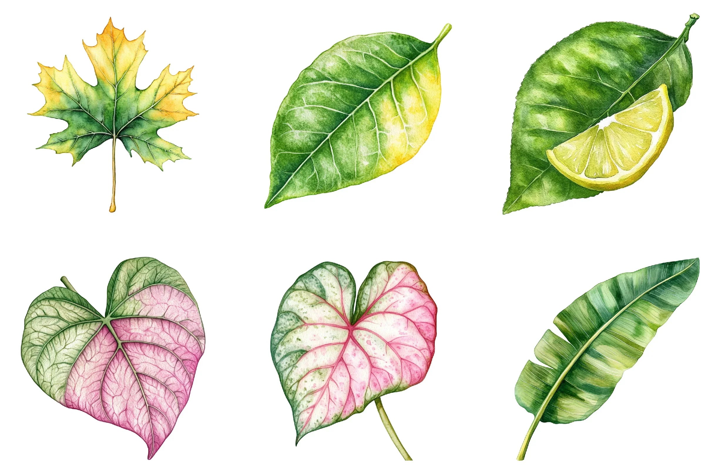 Green Summer Foliage Clipart Bundle - CraftNest - Digital Crafting and Art