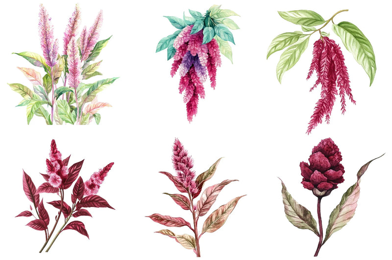 Amaranth Flower Clipart Bundle - CraftNest - Digital Crafting and Art
