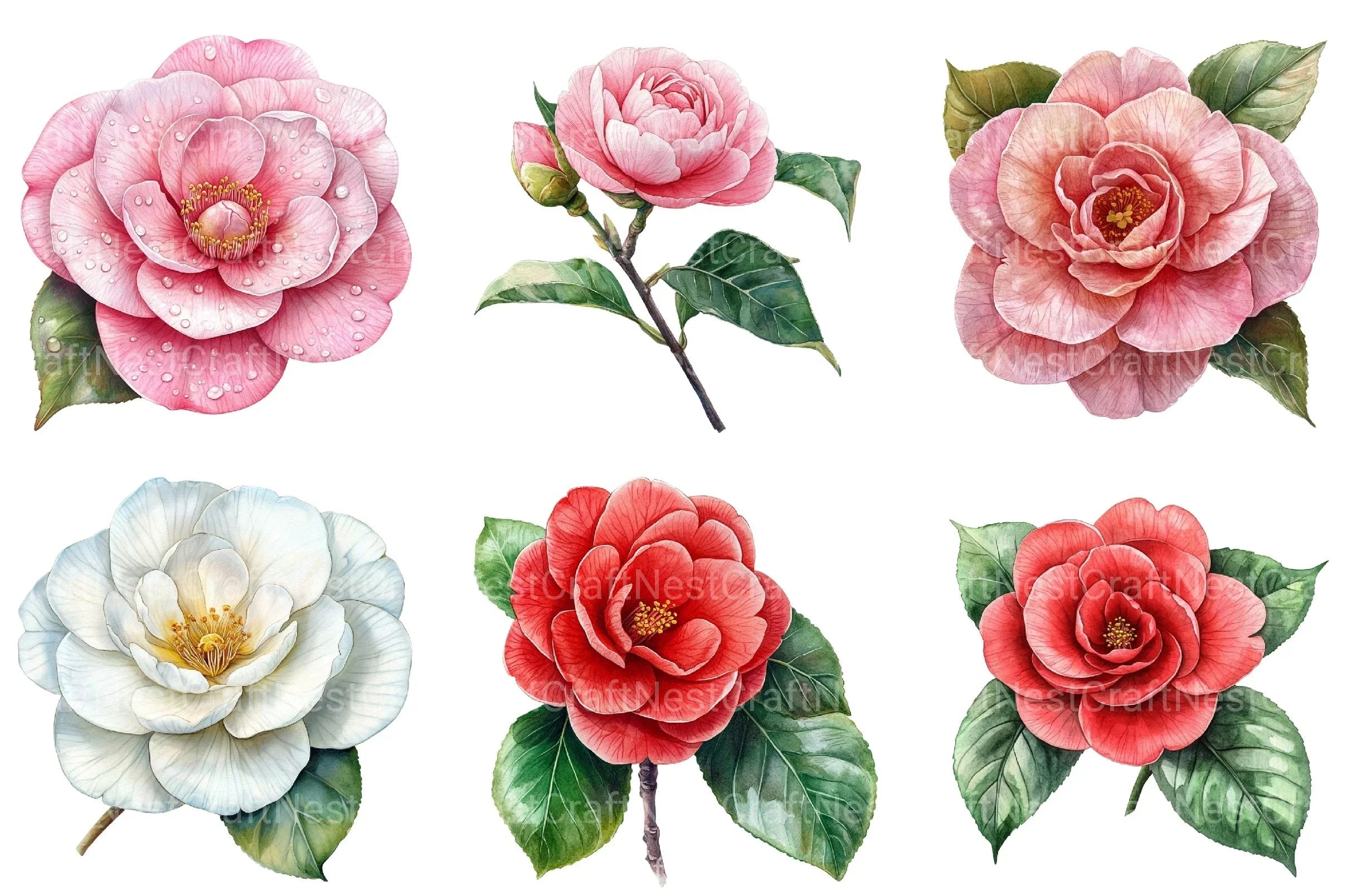 Camellia Flower Bloom Clipart Bundle 99 - CraftNest - Digital Crafting and Art