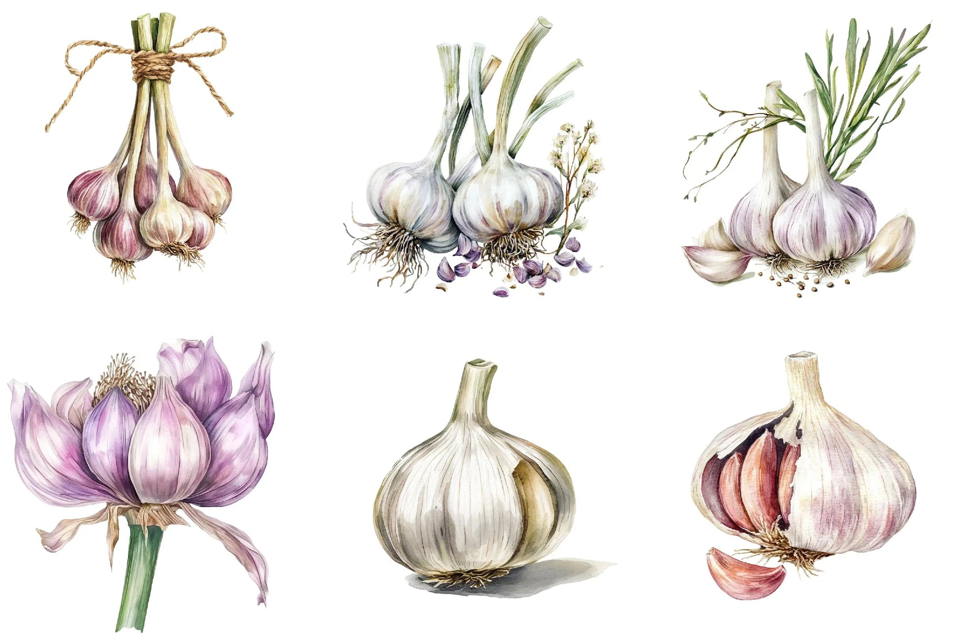 Garlic Clipart Bundle - CraftNest - Digital Crafting and Art