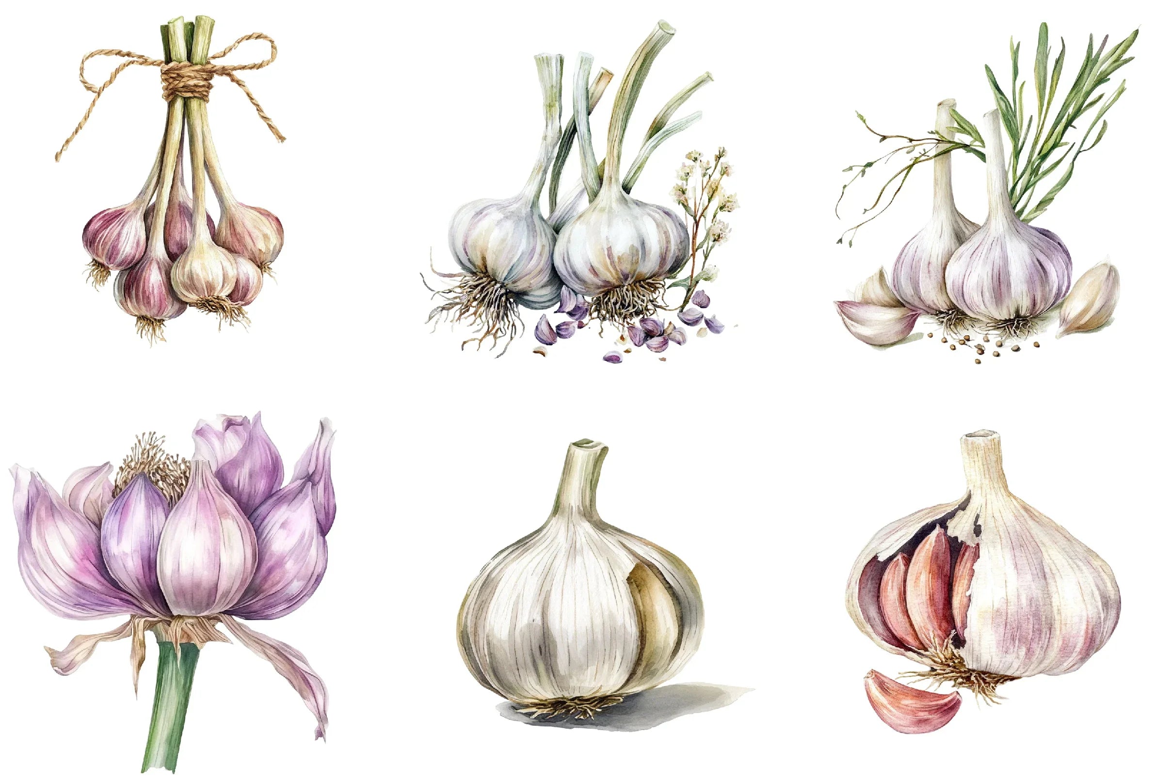 Garlic Clipart Bundle - CraftNest - Digital Crafting and Art