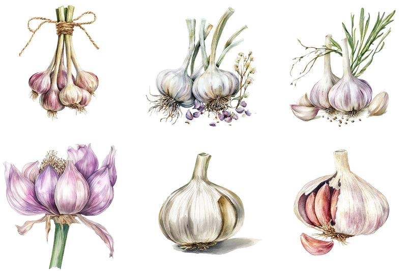 Garlic Clipart Bundle - CraftNest - Digital Crafting and Art
