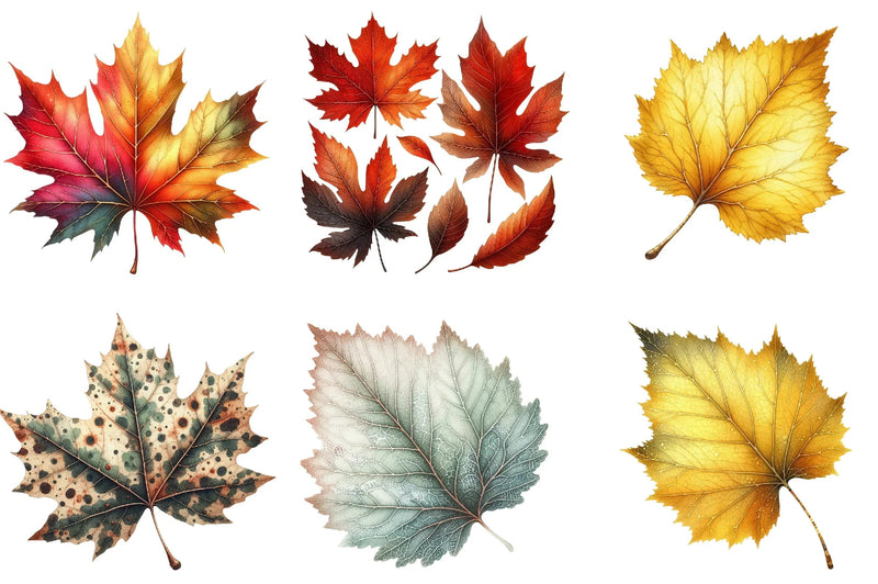 Autumn Leaf Clipart Bundle - CraftNest - Digital Crafting and Art