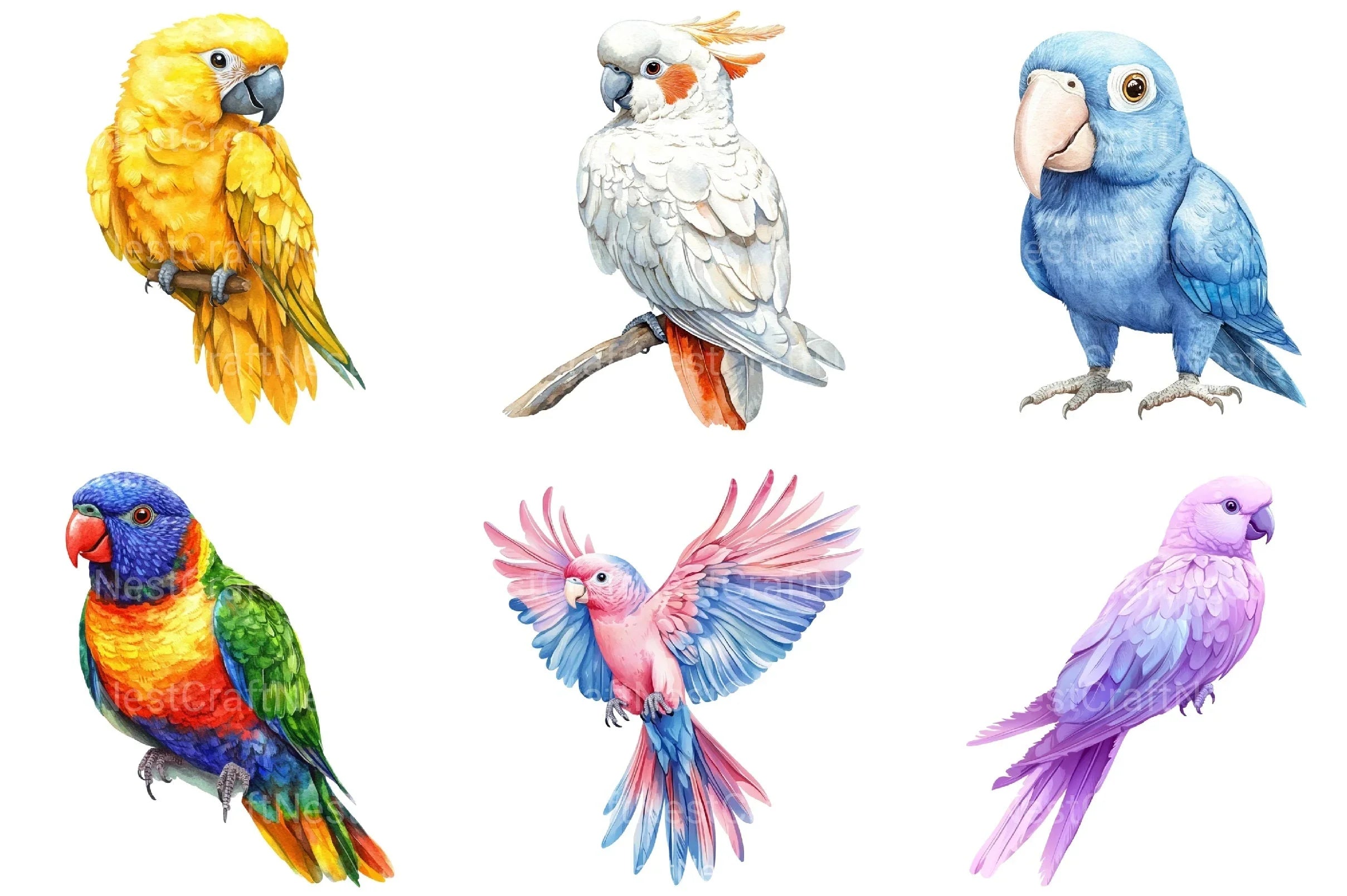 Parrots Clipart Bundle - CraftNest - Digital Crafting and Art