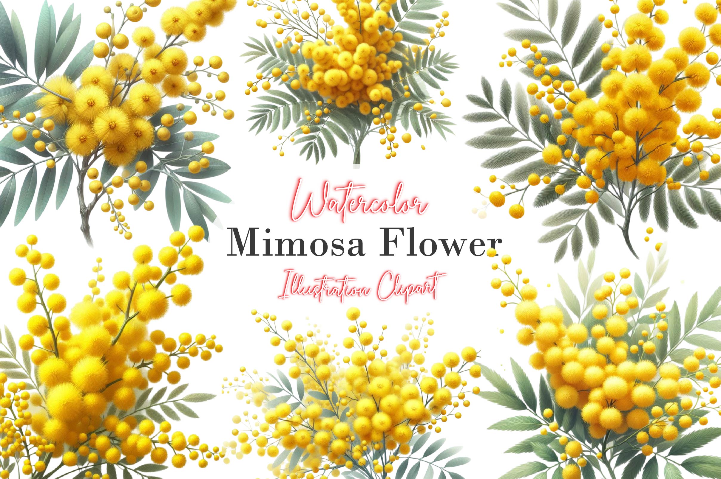 Mimosa Flower Clipart Bundle
