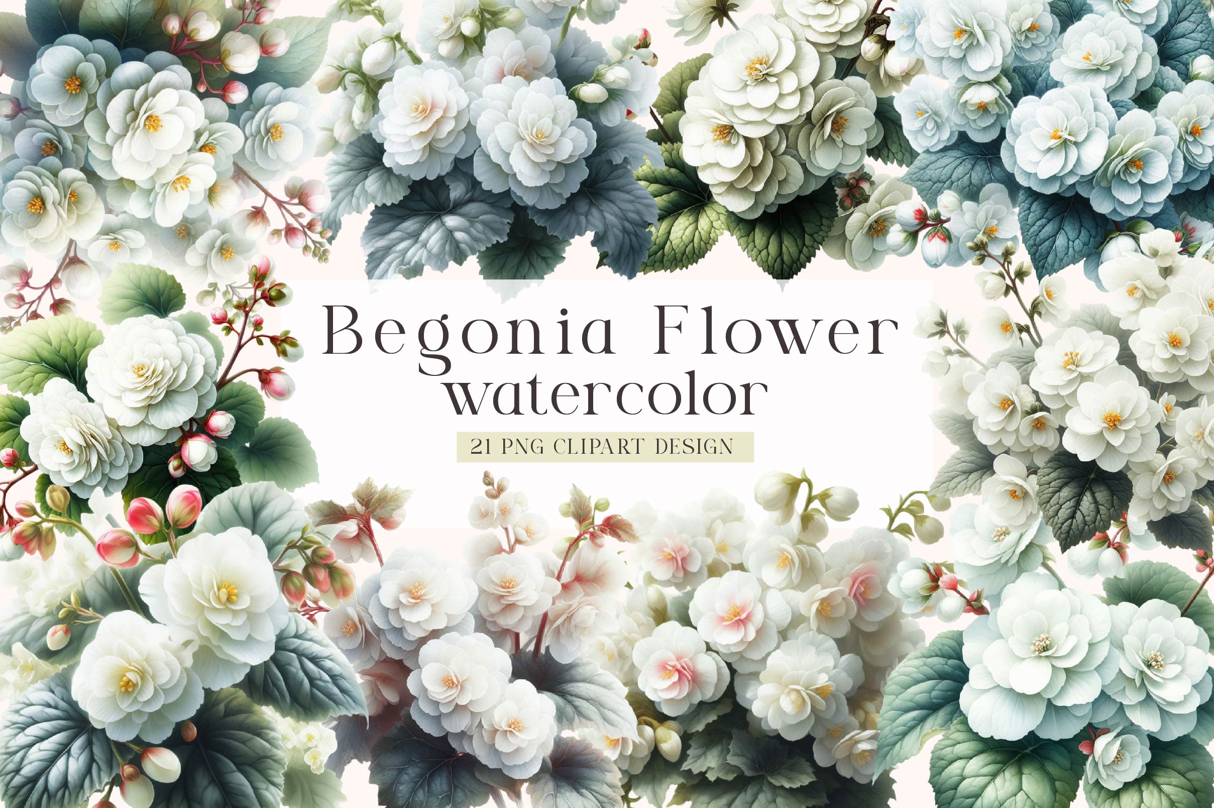 Begonia Flower Clipart Bundle