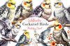 Cockatiel Clipart Bundle