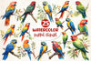 Parrot Clipart Bundle