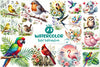 Bird Clipart Bundle