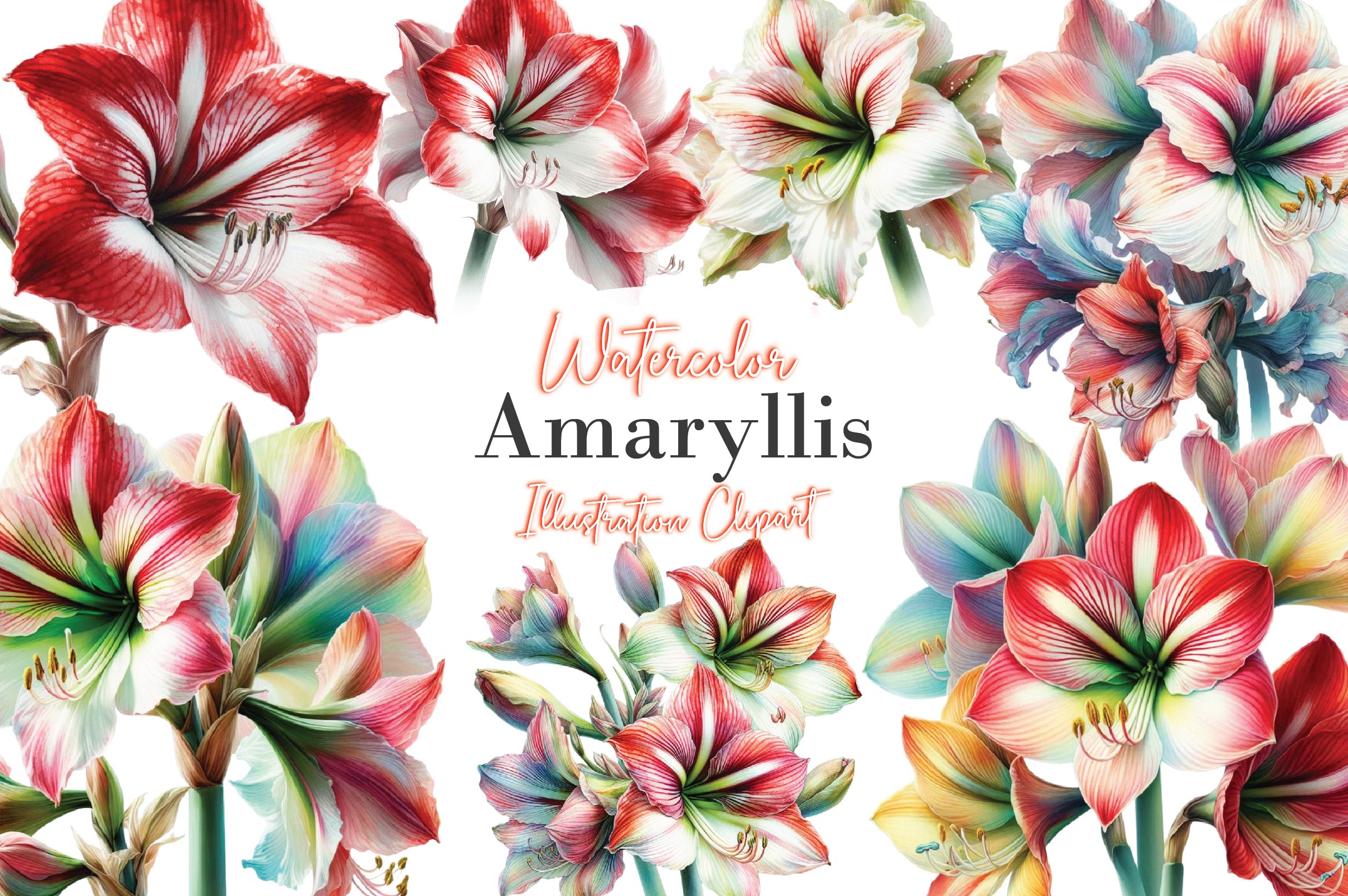 Amaryllis Clipart Bundle