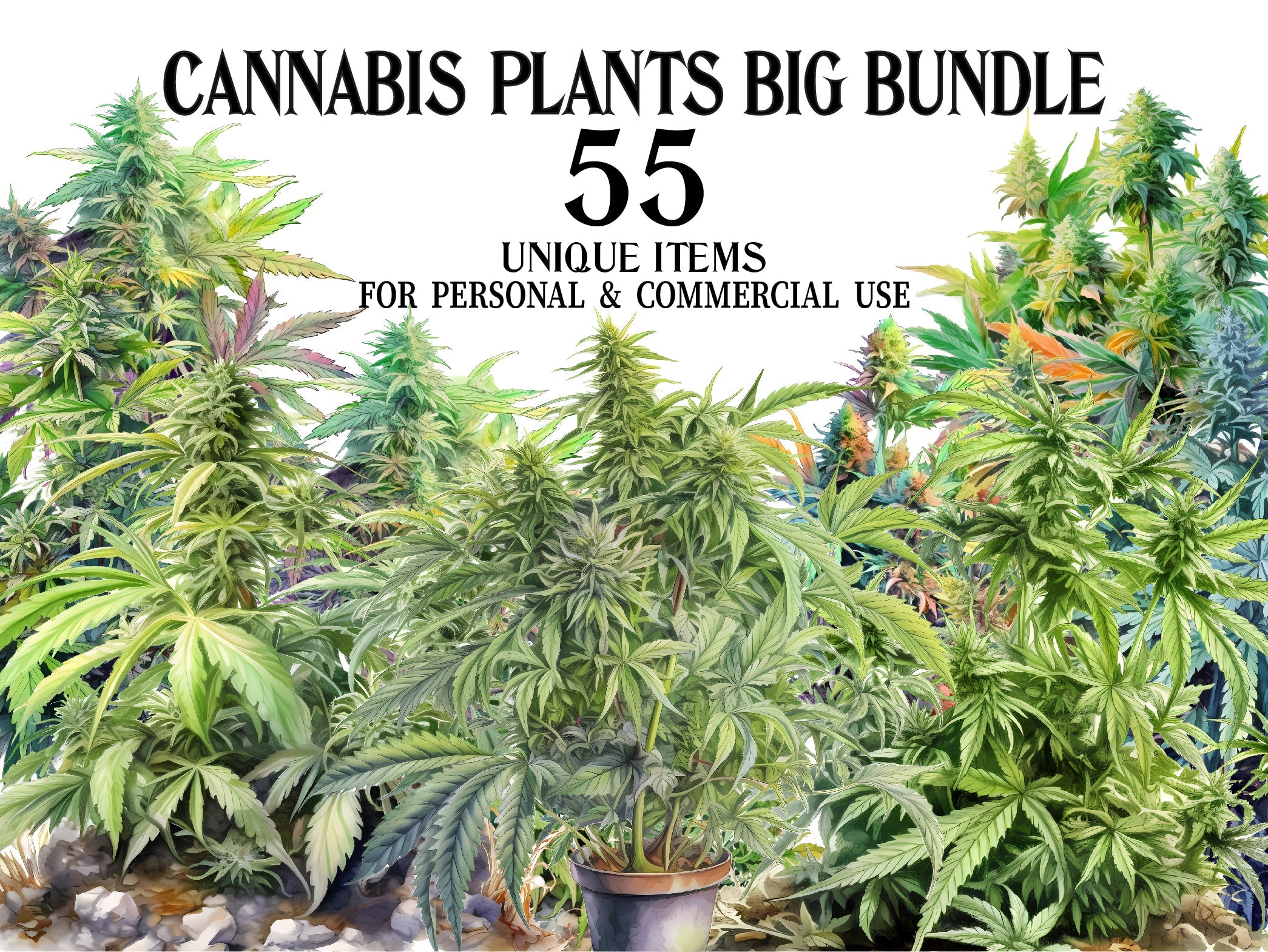 Cannabis Plants